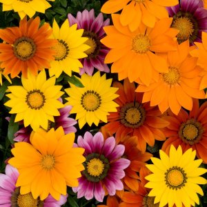 Gazania New Day Mix Bright