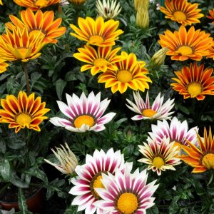 Gazania New Day Mix Tiger