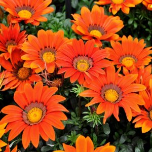 Gazania New Day Bronze Shades