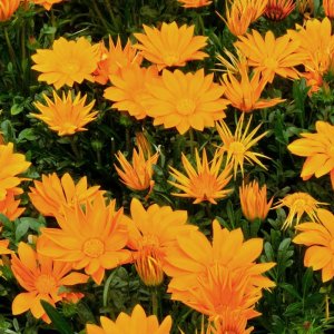 Gazania New Day Clear Orange