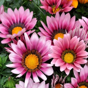 Gazania New Day Pink Shades