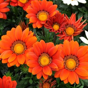 Gazania New Day Red Shades