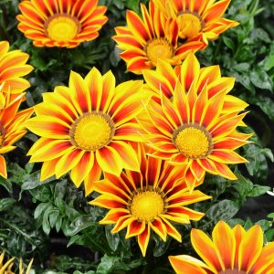 Gazania New Day Red Stripe