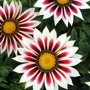 Gazania New Day Rose Stripe