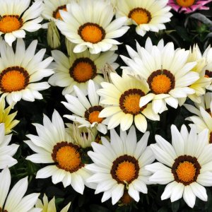 Gazania New Day White
