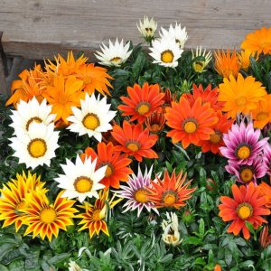 Gazania New Day Mix