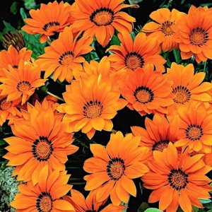 Gazania Talent Orange