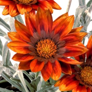 Gazania Talent Red Shades