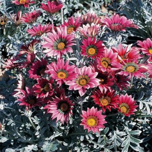 Gazania Talent Rose Shades