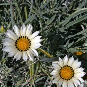 Gazania Talent White