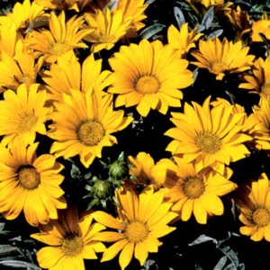 Gazania Talent Yellow