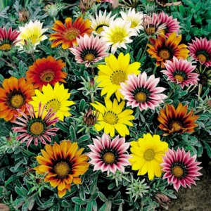 Gazania Talent Mix