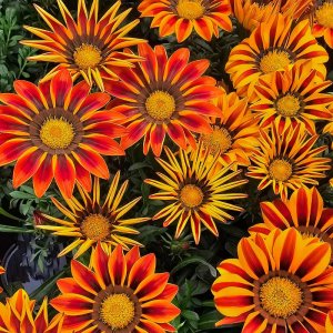 Gazania Zany Orange Flame
