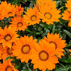 Gazania Zany Orange
