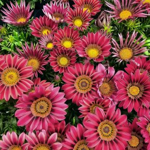 Gazania Zany Pink