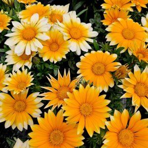 Gazania Zany Sunny Side Up