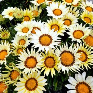 Gazania Zany White