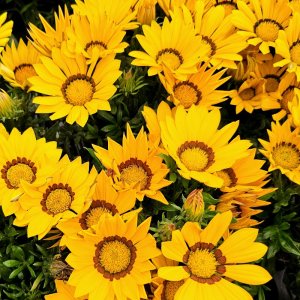 Gazania Zany Yellow