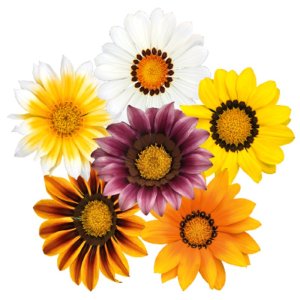 Gazania Zany Mix 