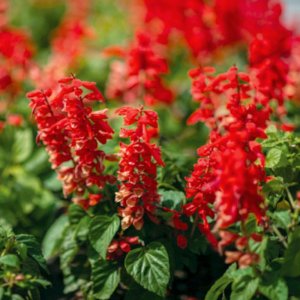 Salvia Cover Girl