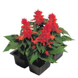 Salvia Cover Girl 
