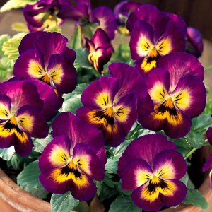 Viola Grandissimo Berry Pie