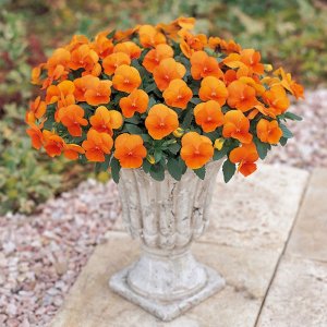 Viola Perfetto Deep Orange